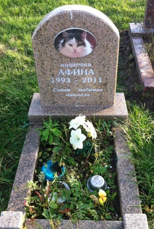 Как правильно похоронить кошку