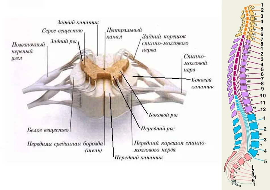 Наружное строение спинного мозга. Нервная система схема спинного мозга. Анатомические структуры спинного мозга. Внешнее строение спинного мозга анатомия.