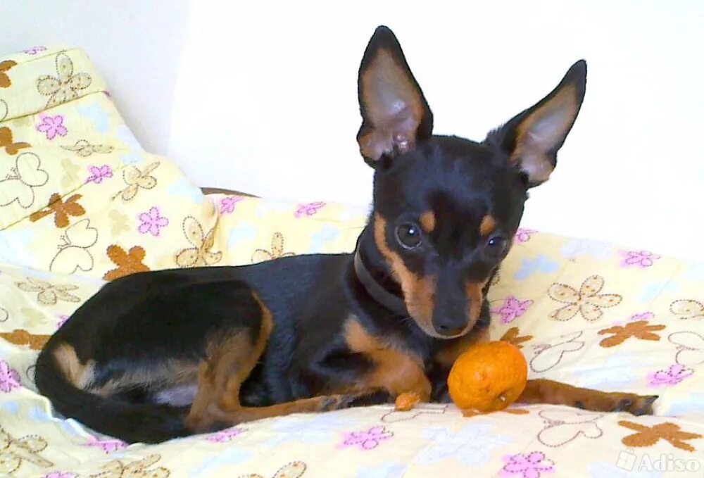 #toy_terrier #той_терьер #шоколадный_окрас #коричневый #отличная_голова #изящный