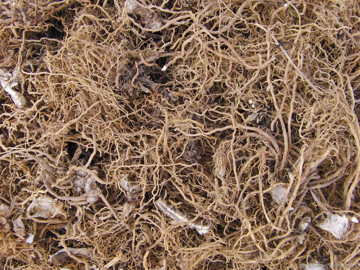 Процесс очистки зерна. Примеси при заготовке. Примеси при заготовке. Порошок валерианы. Переработка лесосеменного сырья.