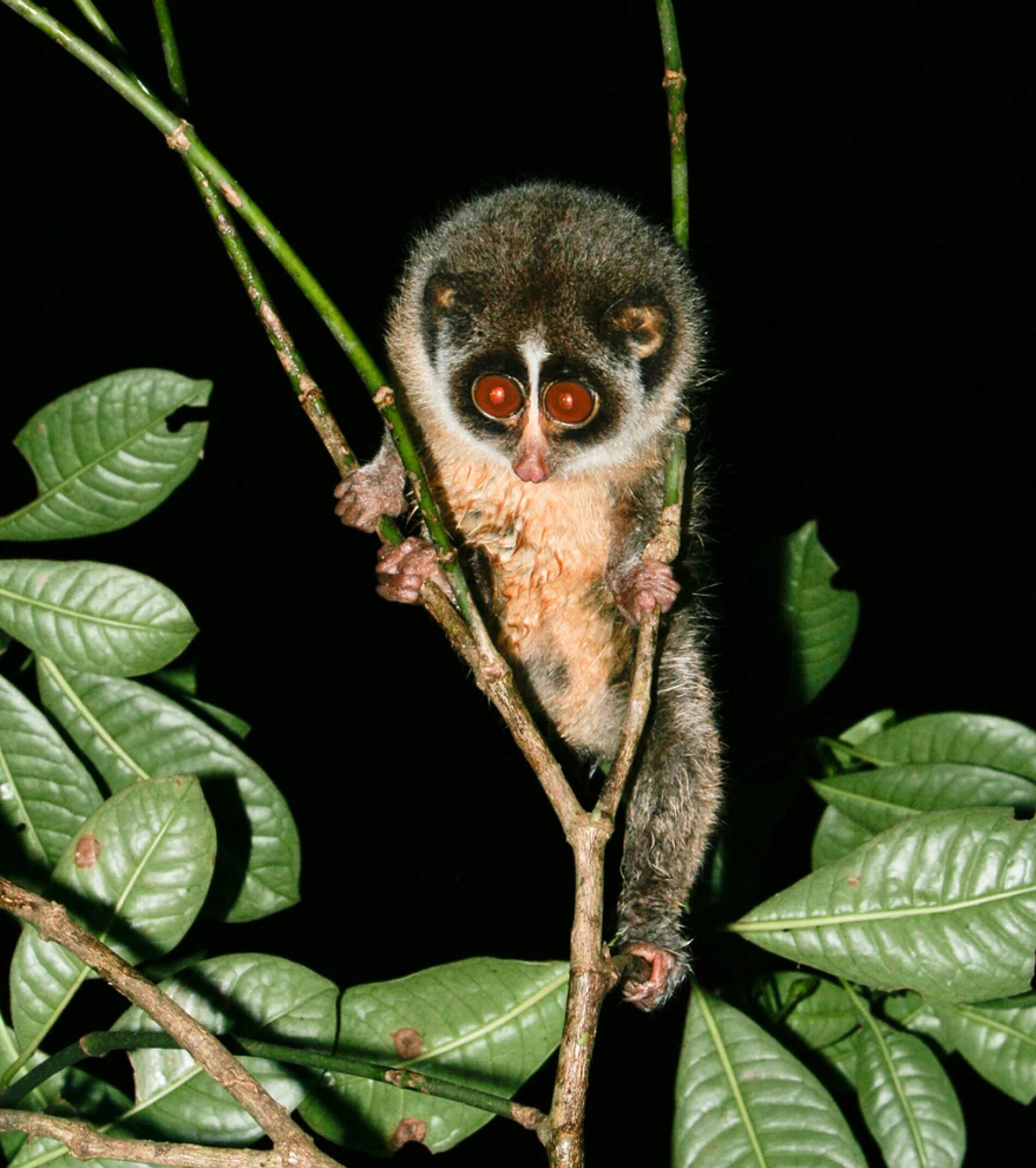 Полуобезьяна 5. Полуобезьяны лемуры. Широконосый лемур. Eulemur collaris. Лемур лори ядовитый.