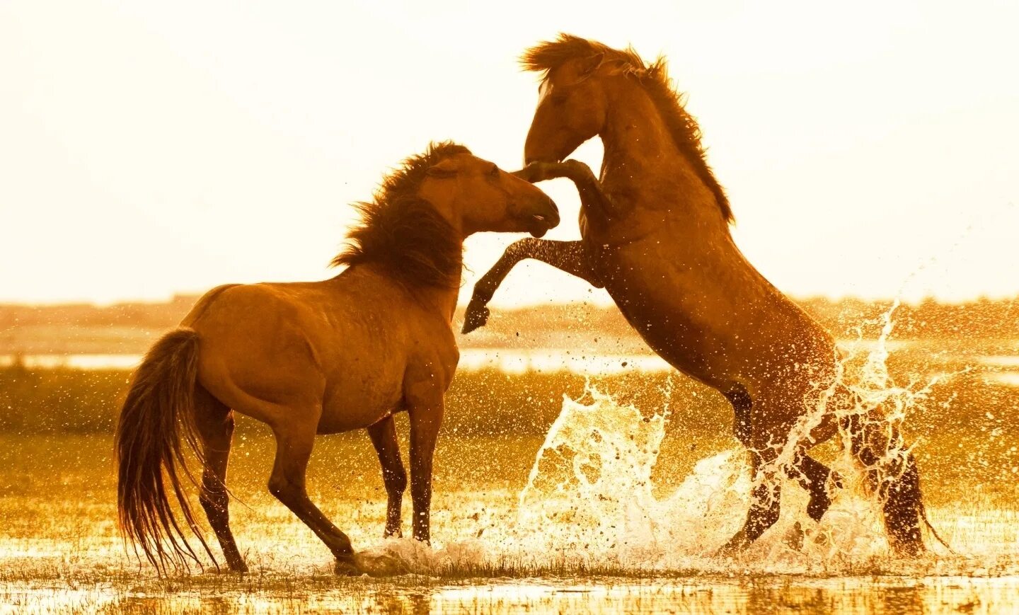 Пара лошадей. Две лошади. Лошадь пар. Пара лошадей. Красивые лошади.