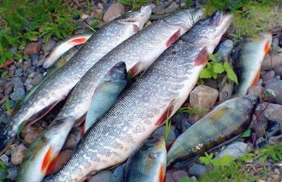 Крюковское водохранилище Краснодарского края рыбалка. Краснодарское водохранилище ихтиофауна. Варнавинское водохранилище Краснодарского края рыбалка. Варнавинское водохранилище рыбалка.