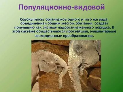 Характеристика видового уровня