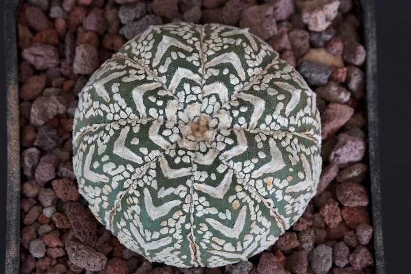 Astrophytum asterias. Астрофитум кабуто. astrophytum asterias super kabuto. astrophytum asterias v-type.