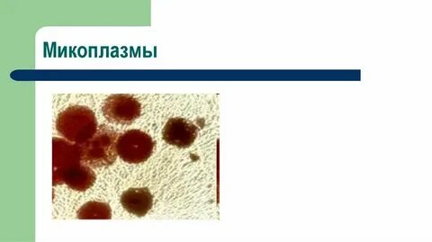 Таксономия микоплазм
