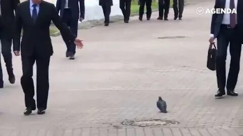 Голубь отдает честь