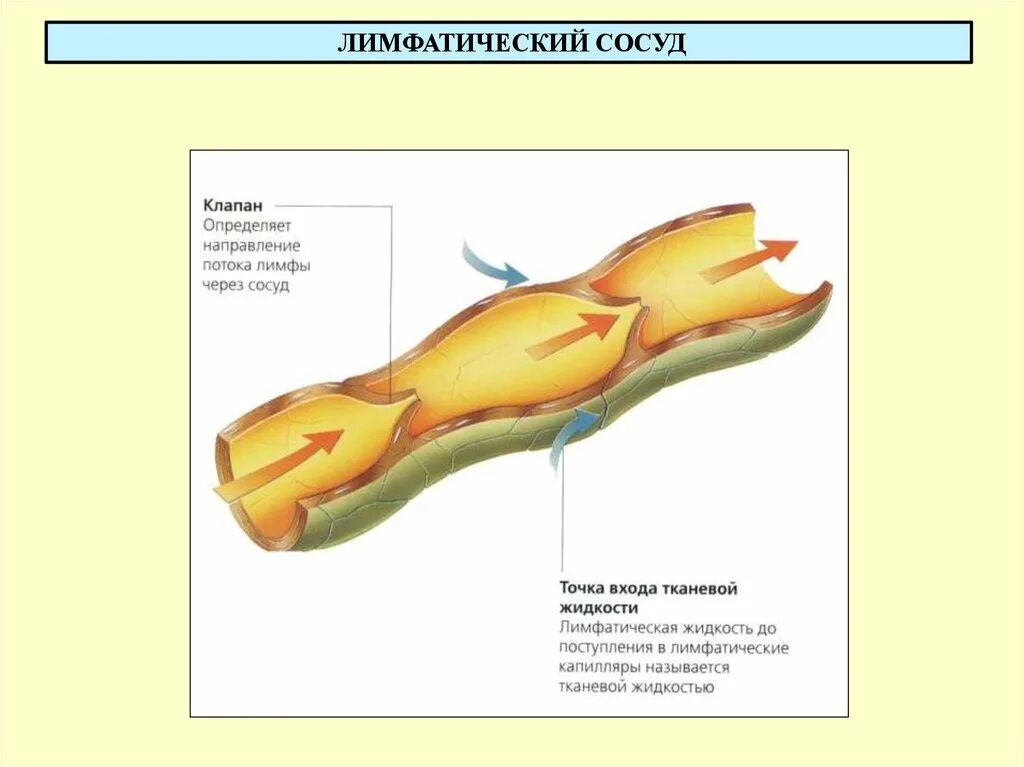 Строение лимфатического сосуда анатомия. Строение клапанов лимфатических сосудов. Строение лимфатического сосуда рисунок. Схема строения лимфатического сосуда. Стенка лимфатического сосуда