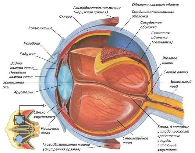 Анатомические структуры органа зрения анатомия. Строение глазного яблока человека рисунок. Схема глазного яблока (в сагиттальном сечении). Схема внутреннего строения глаза.