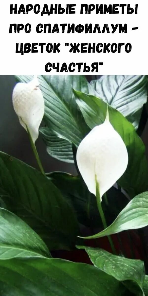 Женское счастье какого числа. Спатифиллум (spathiphyllum). Поздравления с днём женского счастья. Калатея спатифиллум. Женское счастье какого числа.