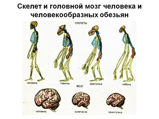 Что отличает человекообразную. Строение человекообразных обезьян. Отличия человека и человекообразных обезьян. Отличие человека от обезьяны. Сходство человека и человекообразных обезьян.