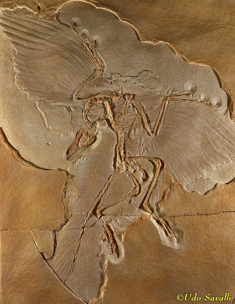 Отпечатки птицы археоптерикс. Археоптерикс fossil. берлинский археоптерикс. археоптерикс берлинский экземпляр. палеонтология археоптерикс.