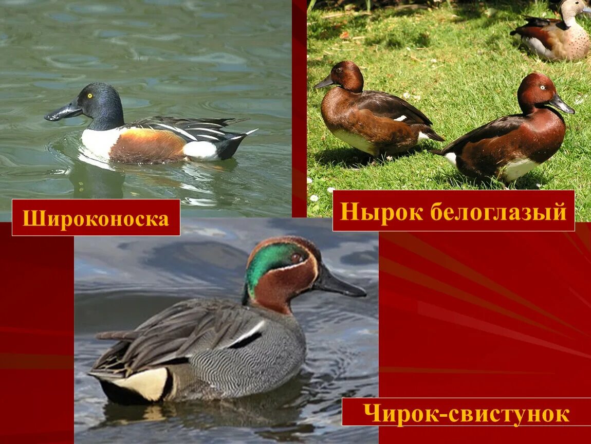 Тип развития птенцов белоглазого нырка