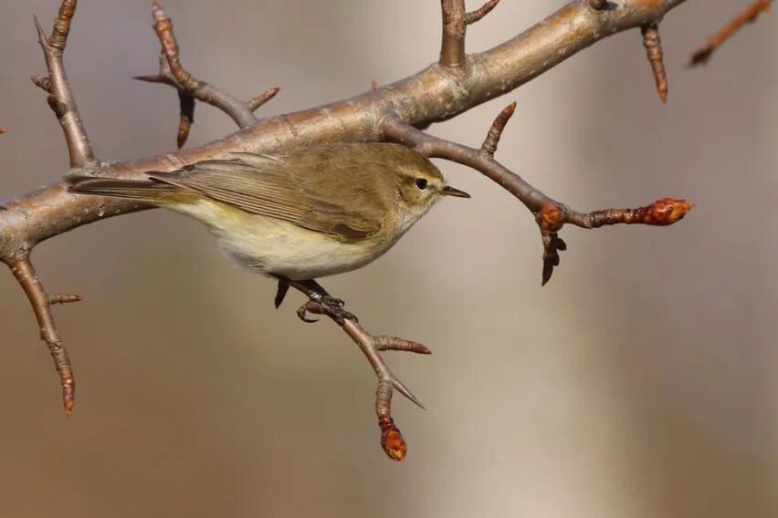 Птицы брянска фото с названиями Свиристель(лат.Bombycilla garrulus)- большинство этих чудесных птиц уже откочева