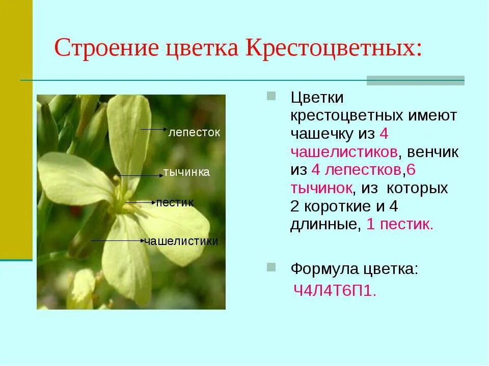 Внешнее строение крестоцветных растений. Строение цветка крестоцветные капустные. строение цветков растений семейства крестоцветных.. строение цветков семейства крестоцветных. крестоцветные растения строение цветка формула.