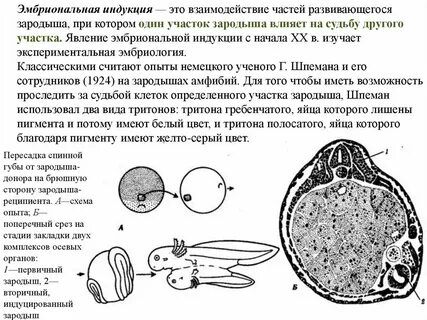 Эмбриональная индукция
