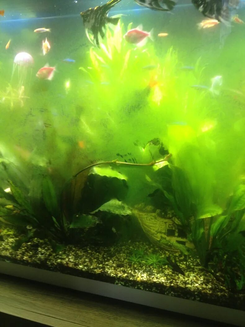 Почему на аквариуме появляется налет. Водоросли для аквариума. Водоросли на стекле аквариума. Налет на аквариуме. Зеленые водоросли в аквариуме.
