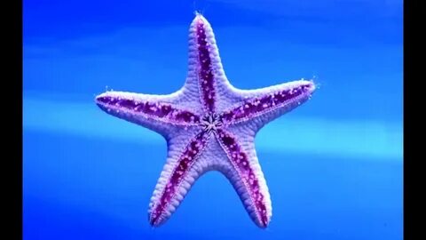 Star fish