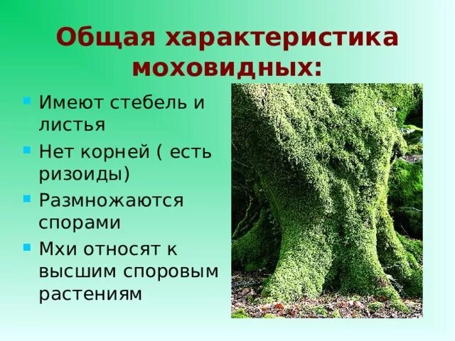 Мох сфагнум. Почему мхи это высшие споровые. Общие признаки мхов. Первые наземные растения. Мхи это споровые растения.