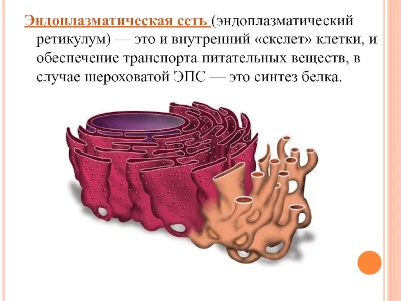 Шероховатая эпс синтез белков. ЭПС ретикулум. Эндоплазматический ретикулум строение. Рис 86 эндоплазматическая сеть. Эндоплазматическая сеть (ЭПС).