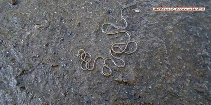 Червяк, змея или пиявка? Пользователи Сети пытаются опознать существо на видео