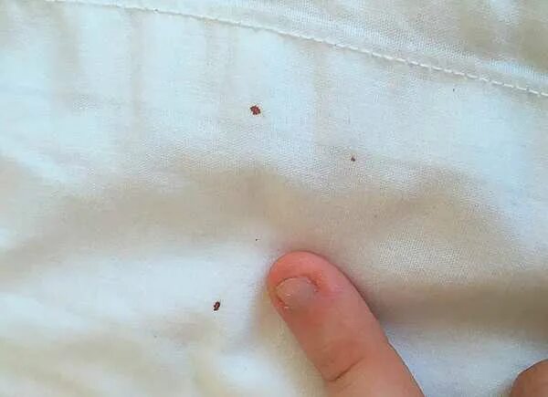 Bed Bugs Science News - Heat Zone Pest Control