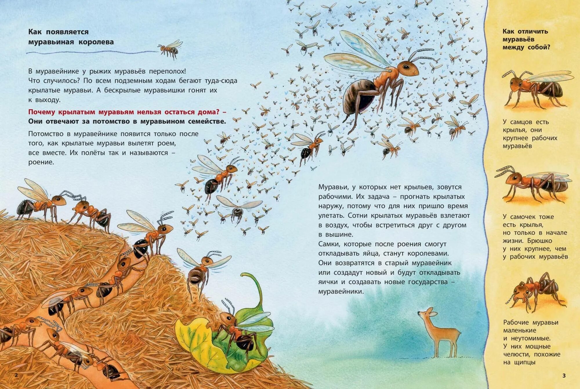Муравьев читать где то