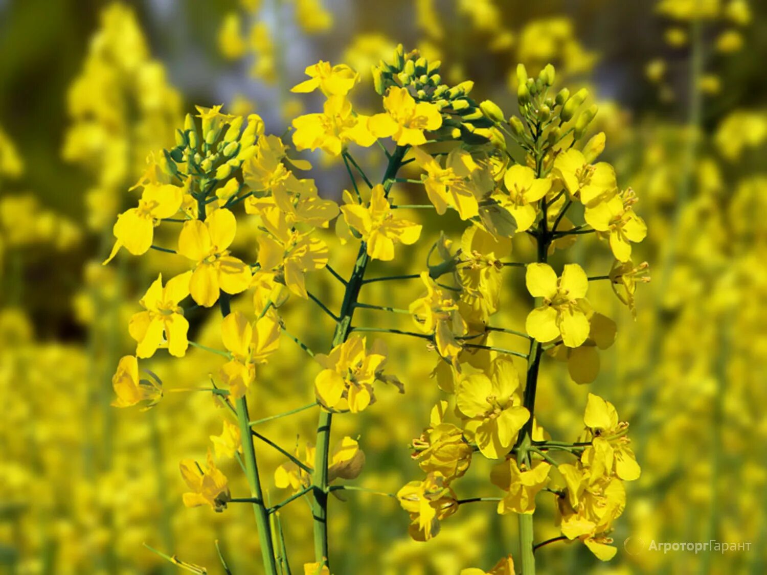 Camelina Рыжик. Рыжик масличная культура. Рыжик посевной. Рыжик крестоцветные. Цветок рыжик