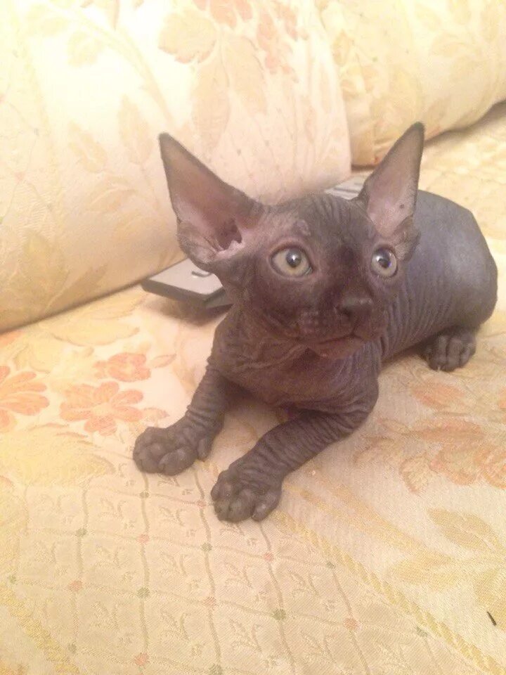 Котята канадского сфинкса