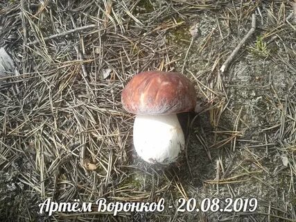 Белые грибы воронеж