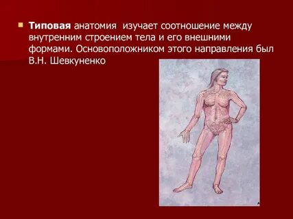 Направления анатомии человека