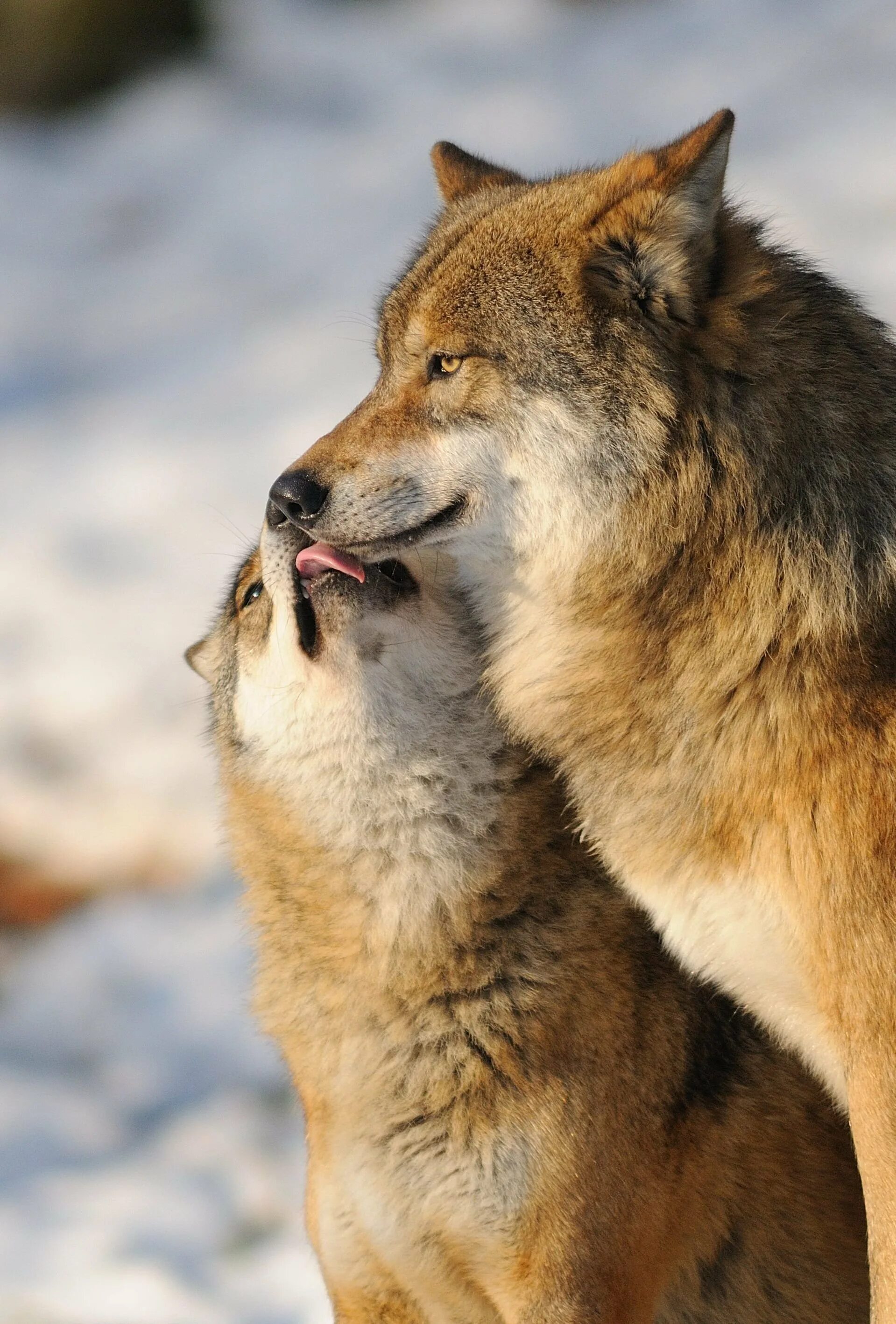 Любовь волков. Нравится волк. Влюбленные волки. Нравится волк. Волк целует.