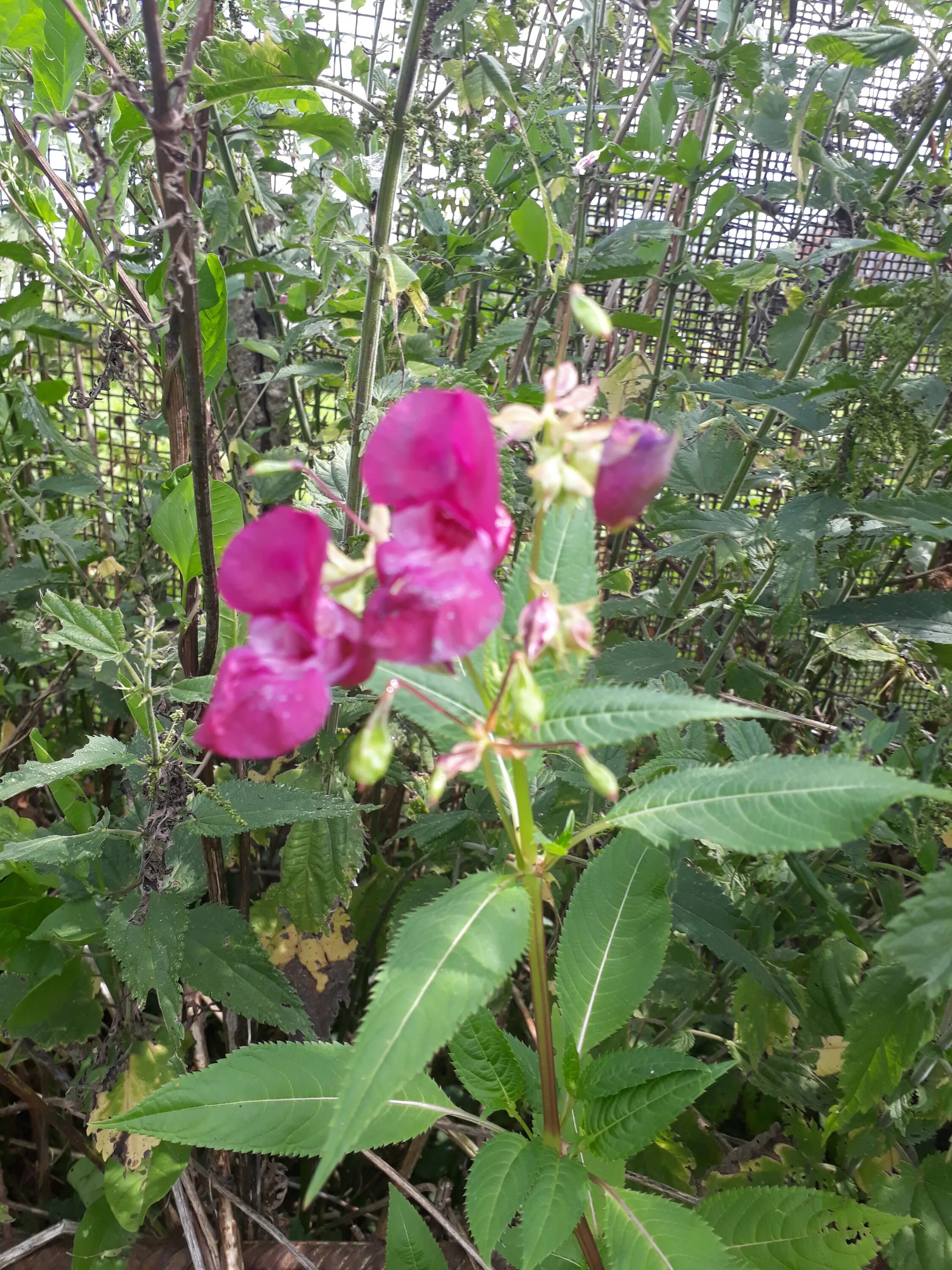 Болиголов крапчатый. Полый стебель. Высокое растение с полым стеблем. Крупный цветок с высоким стеблем. Цветущие тропики.