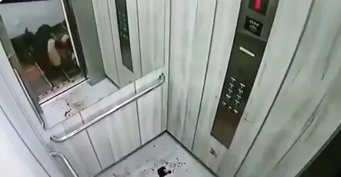 Собака в лифте