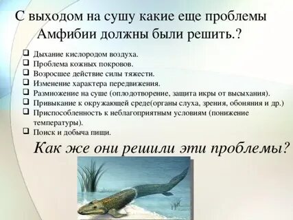Какие особенности позволяют земноводным жить на суше