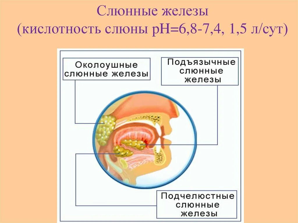 Пищеварительная функция ротовой полости. Зубы пищеварение в ротовой полости и в желудке 8 класс. Строение пищеварение в ротовой полости. Пищеварение 8 класс биология. Ротовая полость пищеварительная система 8 класс.