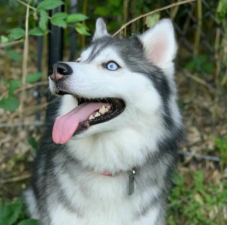 Взрослый хаски. Маламут аляскинский с голубыми глазами. Щенки хаски 1 год. Взрослый хаски. Сибирские хаски голубоглазые.