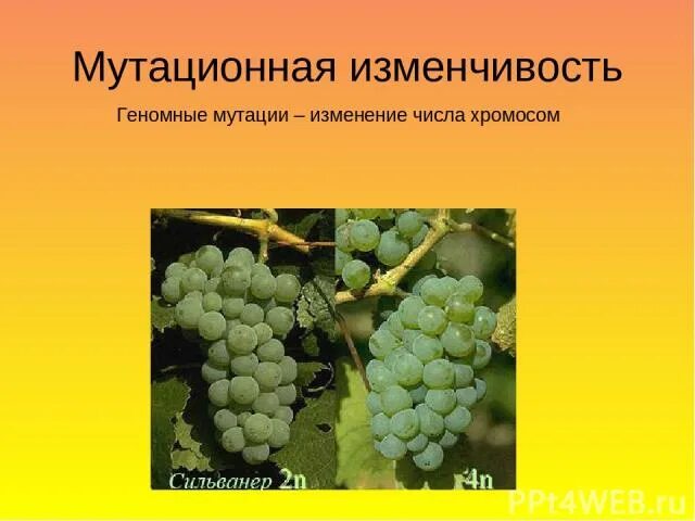 Возникновение полиплоидных форм растений это пример изменчивости Презентация для урока биологии в 9, 11 классах "Селекция растений" биология, п