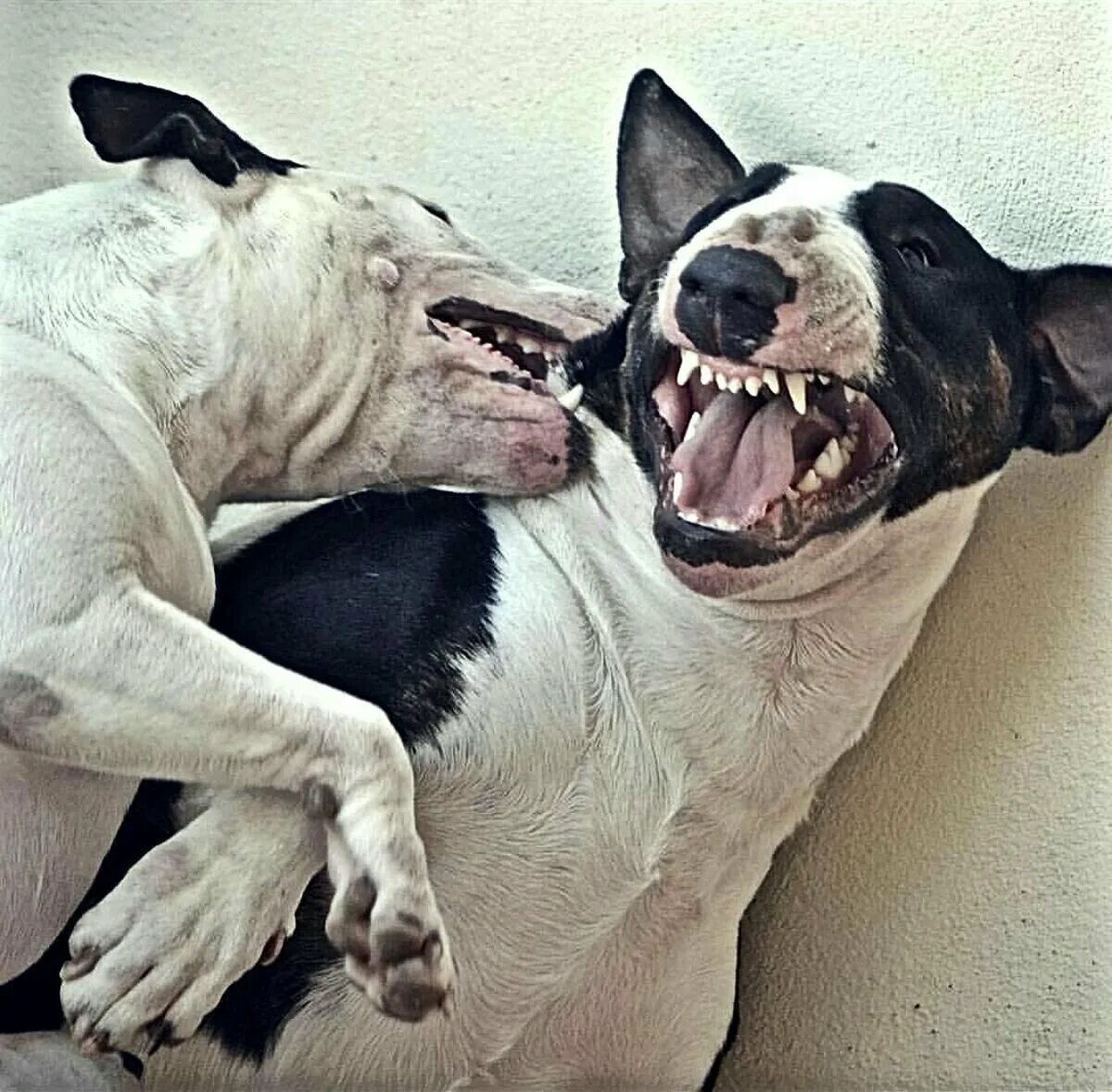 Конфликт мультяшный. Бультерьер кобель. Собачьи бои бультерьер. Абу карлик. Злая драка.