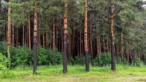 Лес ижевск