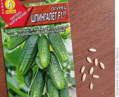 Ровно семена
