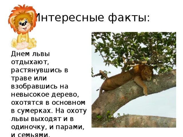Лев интересные факты. Интересные факты о львах. интересные факты о львах для детей 2 класса. самые удивительные факты лев интересный лев толстого. заезда лев интересные факты.
