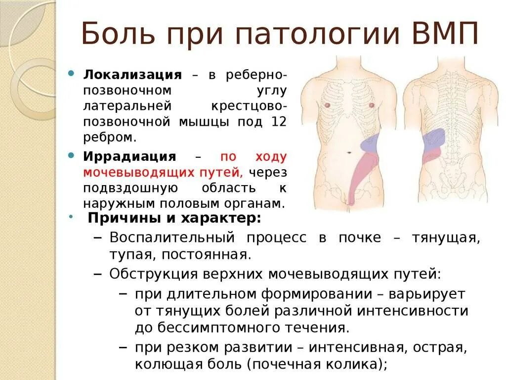 Как определить что болит спина. Ноющие боли в области почек. Локализация боли в почках. Локализация боли при заболеваниях почек.