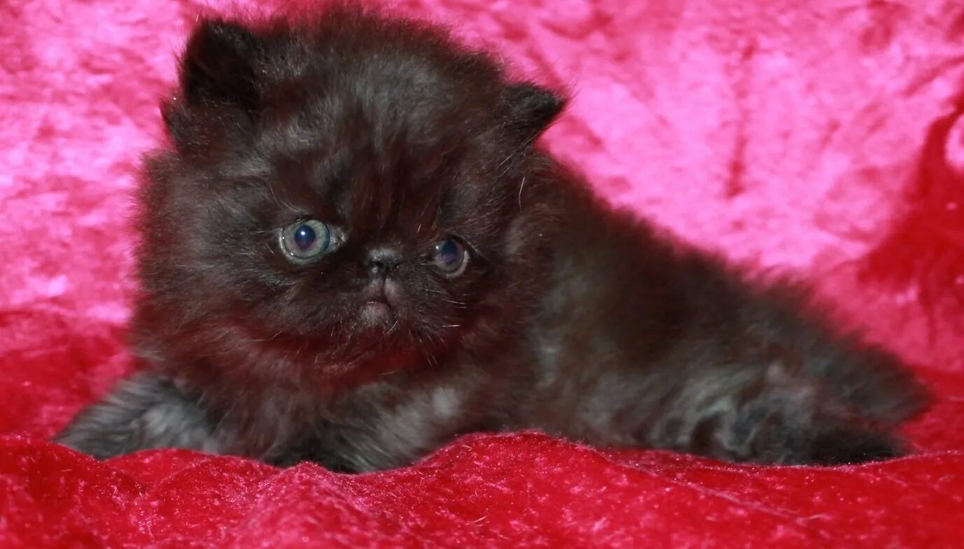 Черный персидский котенок. Персидская кошка черная. Перс экстремал черный. Персидская кошка черного окраса. От персидской кошки с шоколадной окраской
