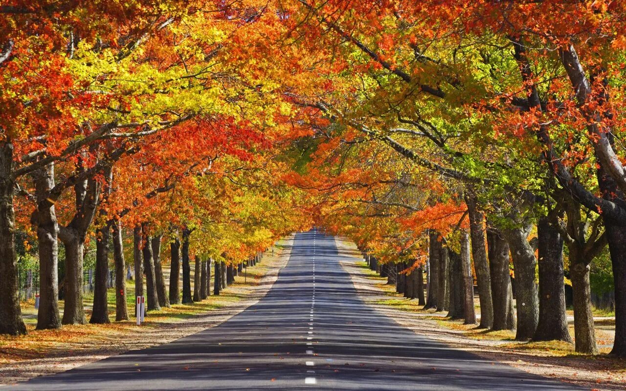 Куз н. Кленовая аллея в Канаде. Осень Кленовая аллея. Осенняя аллея штат Орегон. Осенний парк.