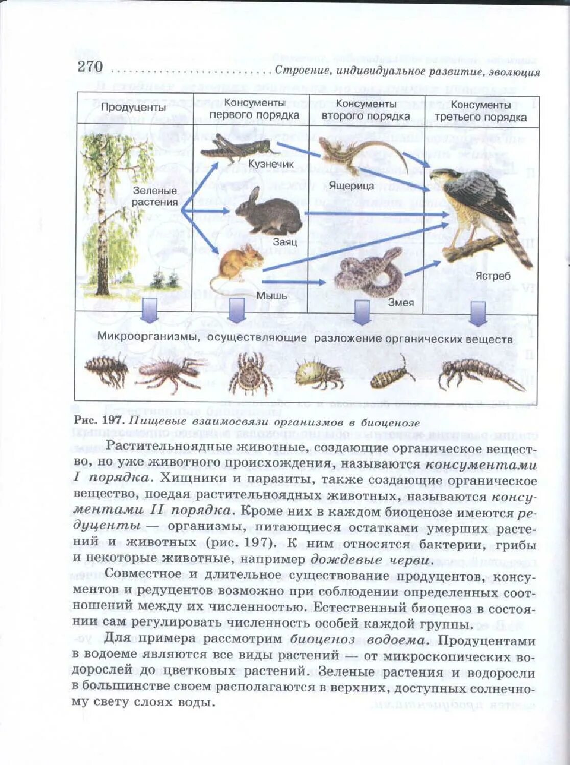 Продуцент 3 порядка является