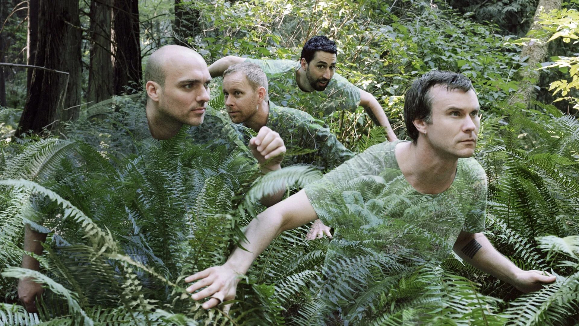 Лидер группы лес. Sunny real estate группа. sunny day real estate band. группа лес. группа джунгли.