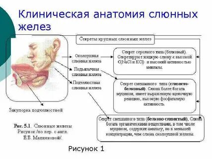 Слюнные железы какие