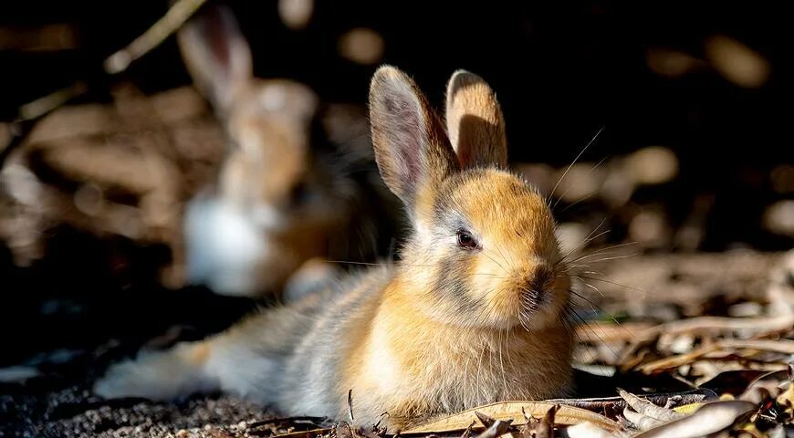 Кролик пьет молоко. Еда зайца. Белка ест мышь. Кроличье молоко. Едят ли зайцы мышей.
