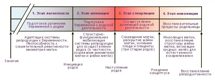 Признаки приближения родов. Стадии зачатия. Признаки родов. Схема признаки приближающихся родов.